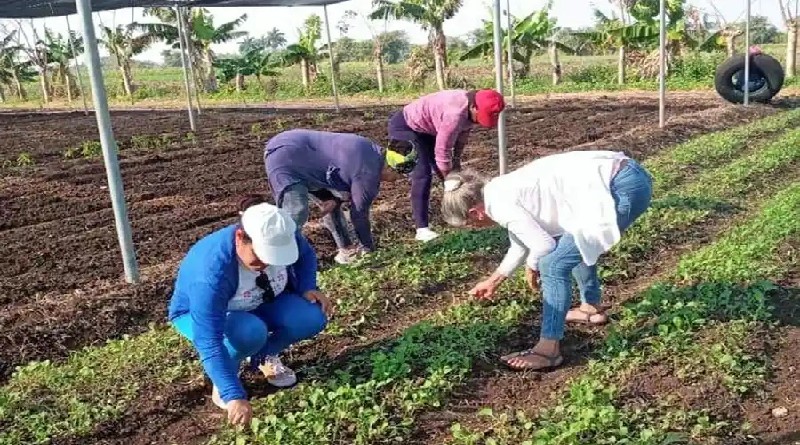 23 de Agosto en Villa Clara: del surco a la celebración