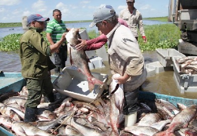 ¿Qué retos enfrenta el Grupo Empresarial de la Pesca para satisfacer la demanda en Cuba?